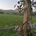 Shepherds hut in West Wales